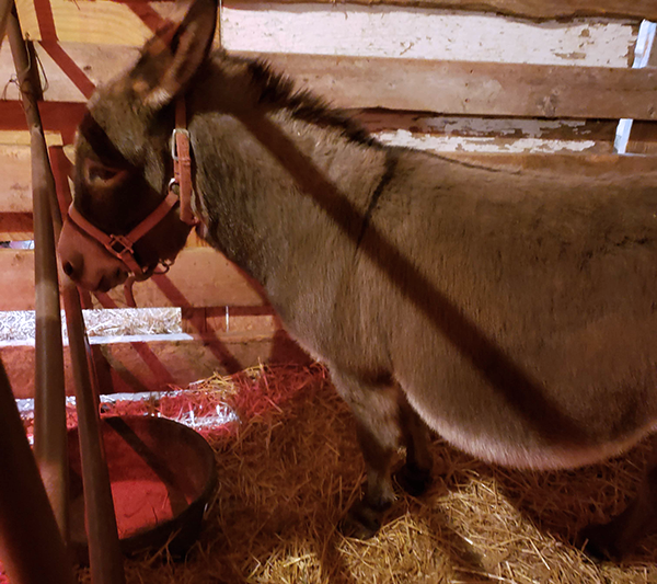 Living nativity donkey 20191130 155058